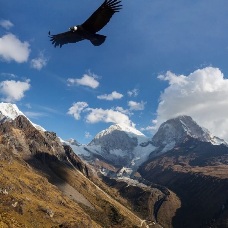 Cañón del Colca (4)