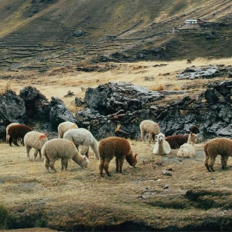 Laguna de Humantay (4)